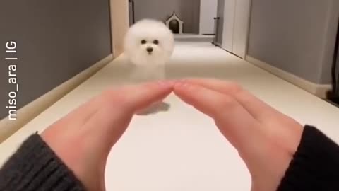Cute dog funny video