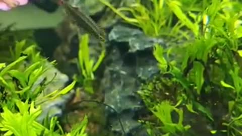 cute little goldfish