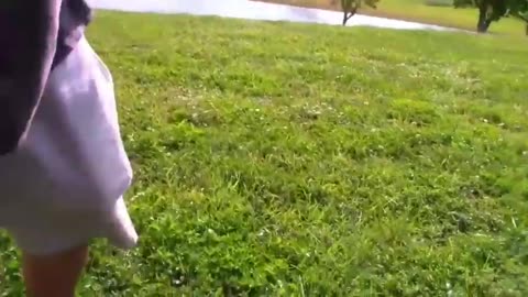 How To Make Dogs Aggressive And Turn Them To A Beast!