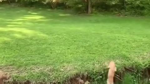 #fails funny dog video fails