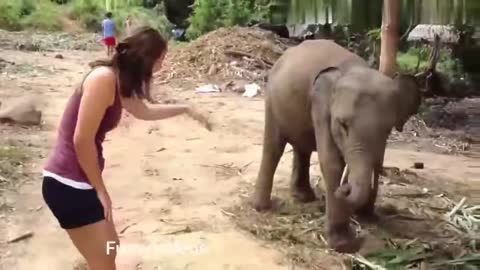 Funny Animals Videos | Funny Girl Video 2020