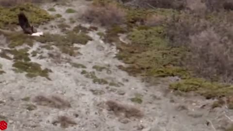 AMAZING EAGLE CATCH BABY MOUNTAIN GOAT IN NORTH AMERICA