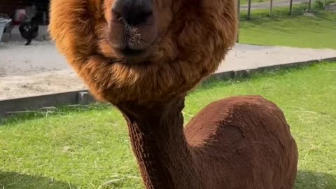 Cute Camel 🐫🙂 amazing video guess who