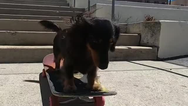 4 legs, 10 stairs 🐶