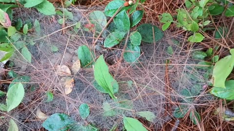 Cobweb