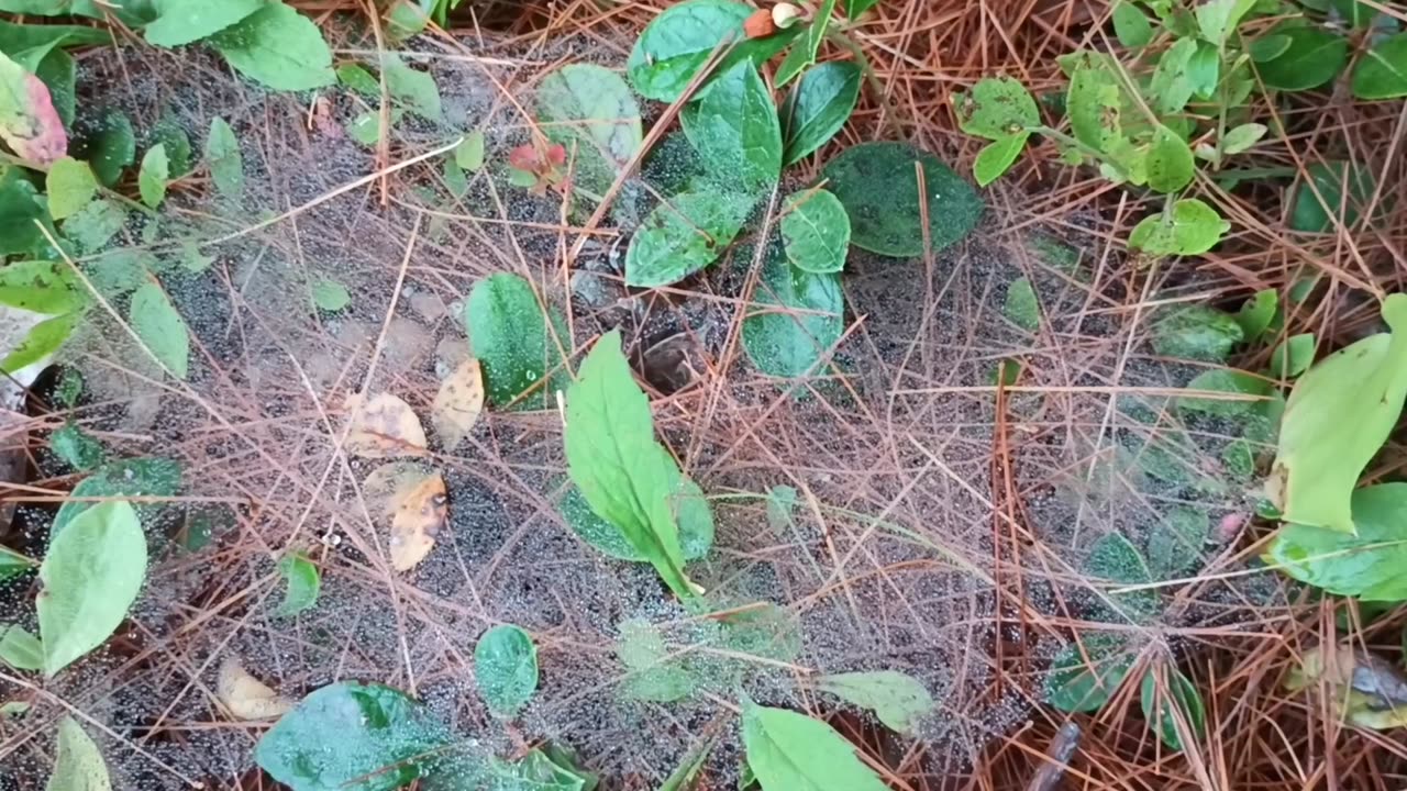 Cobweb