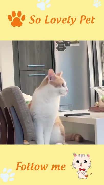 FUNNY AND CUTE ANIMALS