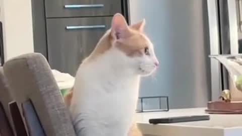 FUNNY AND CUTE ANIMALS