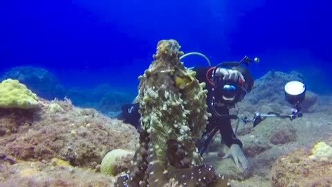 A diver had to meet an octopus.