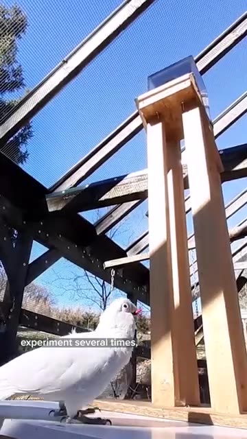 You just can't keep a clever bird away from a tasty treat