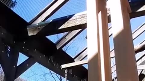 You just can't keep a clever bird away from a tasty treat