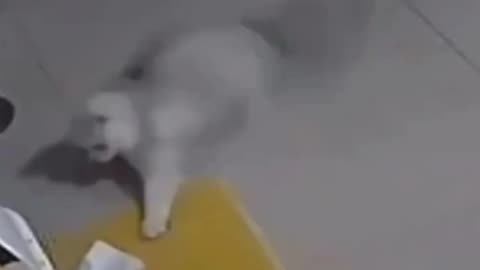 cute funny cats