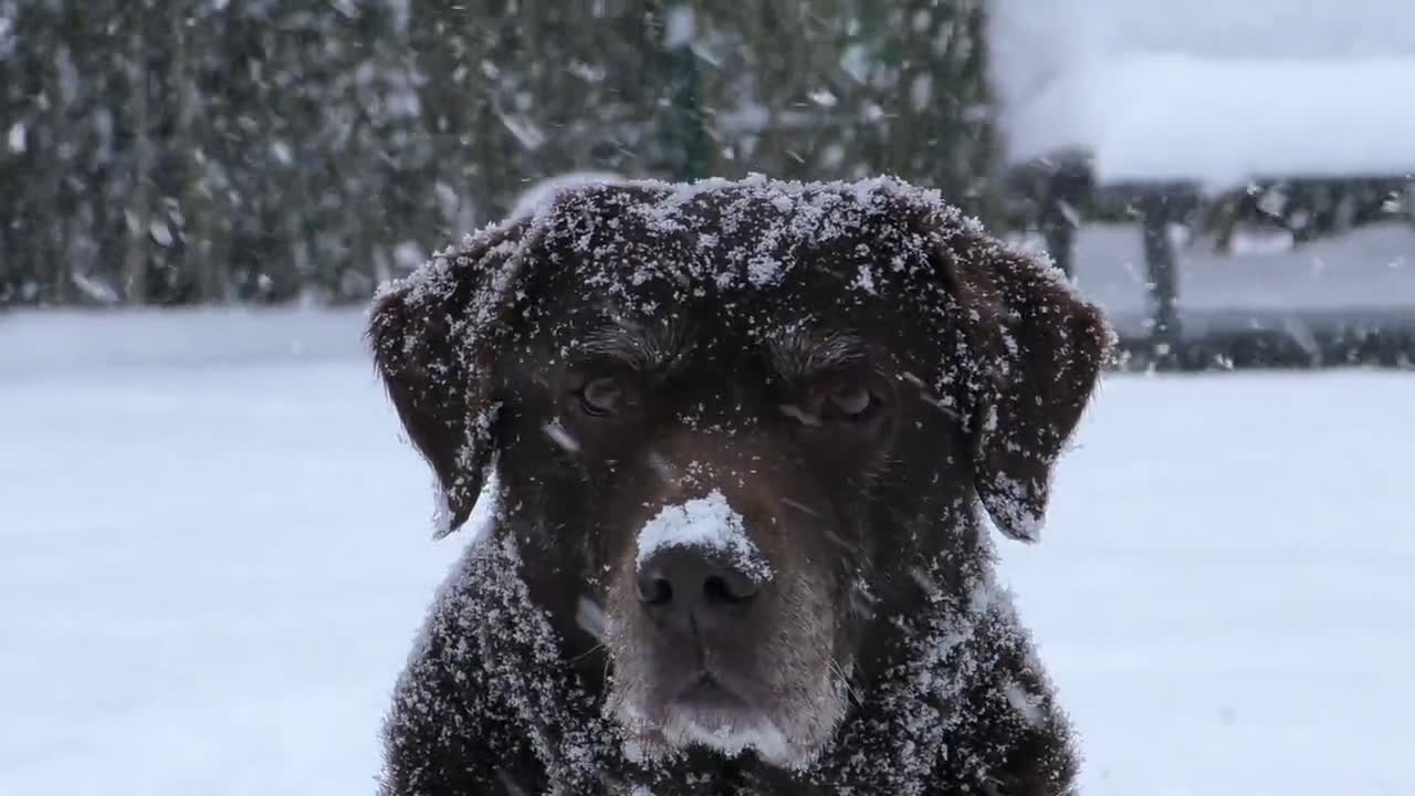 My labrador in the snow.