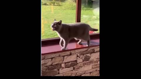 Funny cat having a cat walk