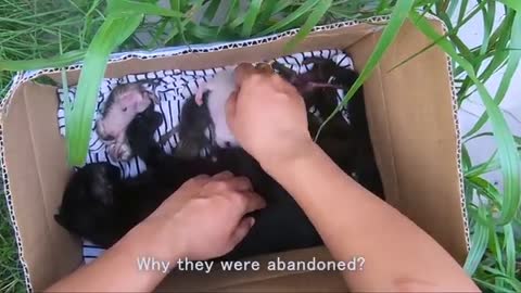 Safty of new born kittens.