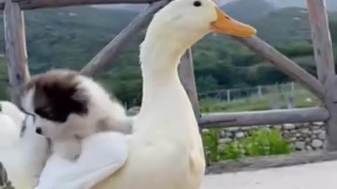 `Did little puppy really sat on the back of Duck?