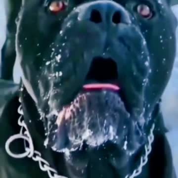 Top beautiful & expensive dog breeds competition