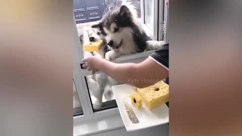 Dogs reaction to cutting cake 🎂🤣
