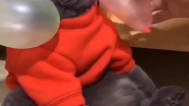 Funny cats 🐱| cute cat| you can't control laughing 😂😂