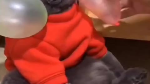 Funny cats 🐱| cute cat| you can't control laughing 😂😂