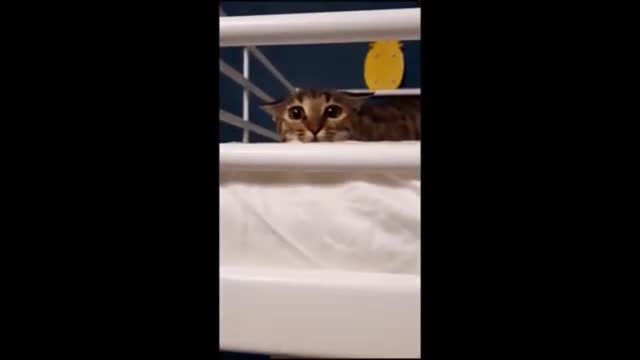 Cat bumped his head