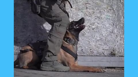 The best protection trained k9 dog 🐶