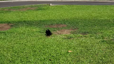 A Hen Scratching
