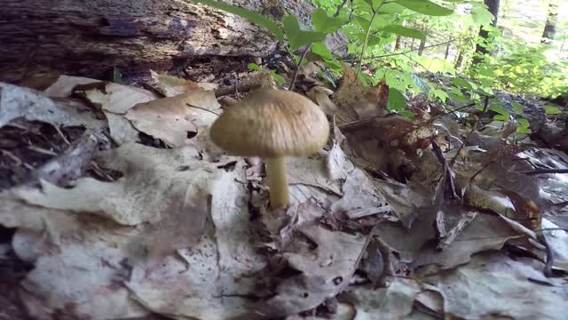 Mushroom