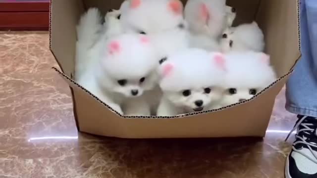 Cute pappy kiss another puppy