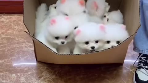 Cute pappy kiss another puppy