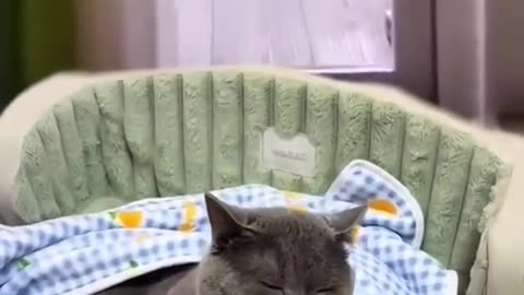 Cat kissing