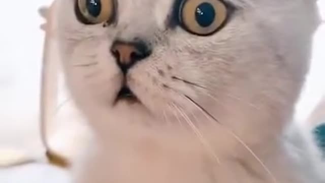 New cats video | funny video of cat