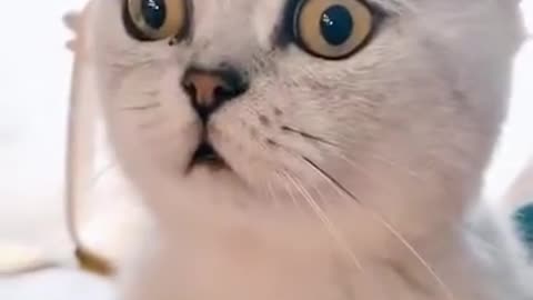 New cats video | funny video of cat