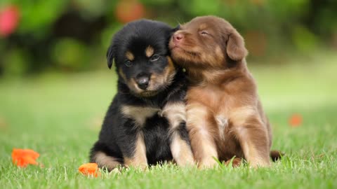Black and Brown puppy,Cute Puppy baby dog playing in the green park