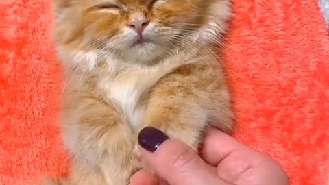 Sleeping kitten