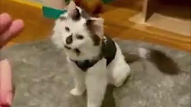 Funniest Cats 😹 - Don't try to hold back Laughter 😂 - Funny Cats Life