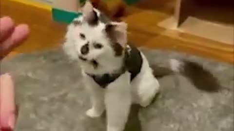 Funniest Cats 😹 - Don't try to hold back Laughter 😂 - Funny Cats Life