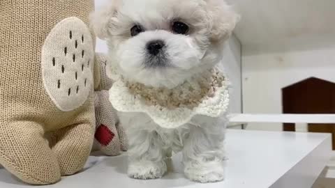 Cute puppy | soft toy like puppy