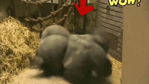 Jaw-dropping gorilla spinning skills! Fascinating Stuff! Watch out!