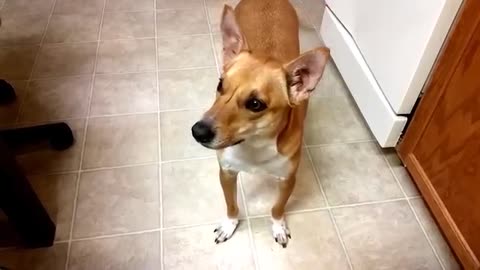 Basenji Yodel - What Sound Does An 'African Barkless Dog' Basenji Make_Cut.mp4