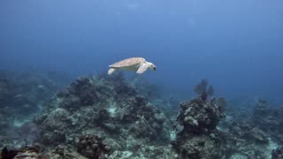 Baby Turtle dances away to entertain scuba divers in the Bahamas