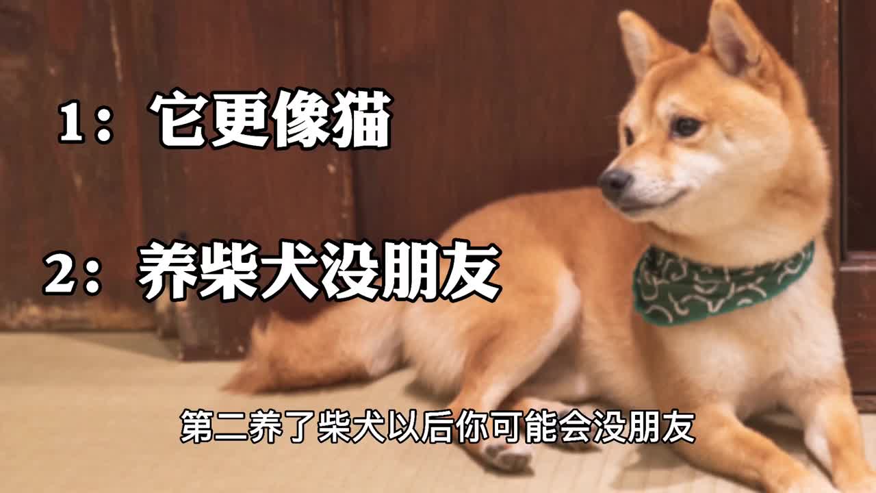 Shiba Inu is a dog but it is more like a cat