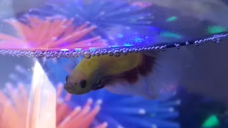 Betta fish