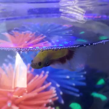 Betta fish