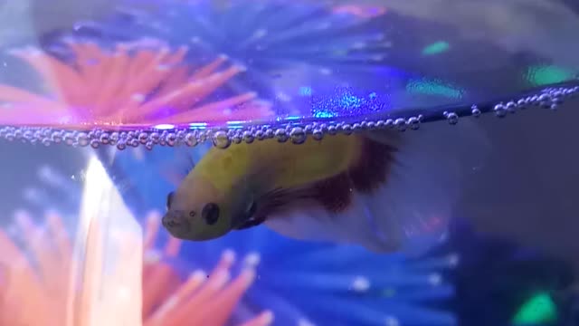 Betta fish