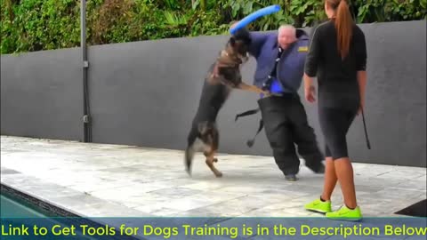 How To Make Dog Become Fully Aggressive