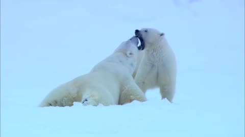FLIRTING POLAR BEARS CAUGHT ON SPY CAM - VERY FUNNY