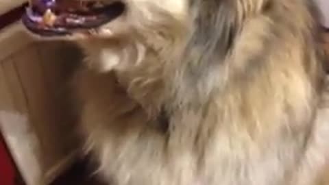 Funny dog video!!! Malamute wants Tacos!