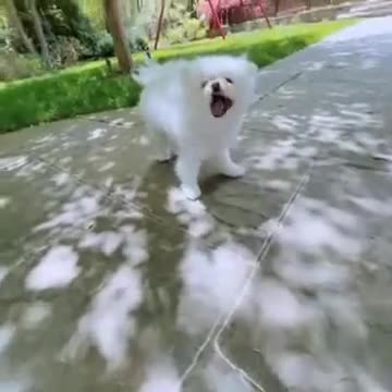 20210513文贵先生GETTR⁴：挡不住的诱惑！