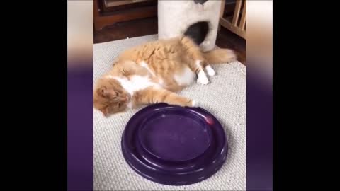 Funniest 🐶 Dogs And 😻Cats - Try Not To Laugh - Best Of The Funny Animal Videos